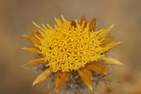 Zbliżenie Śródziemnomorski Żółty Kwiat Hispaniki Carlina Gard Francja — Zdjęcie stockowe