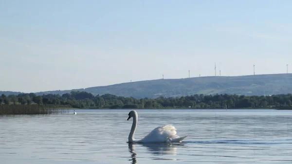 背後に風力発電所があるアッパー アーン アイルランドに白鳥が座っています — ストック写真