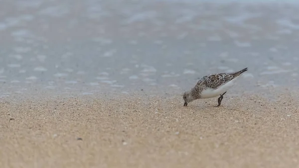Calidris Alba Sanderling Vogel Eten Snavel Geduwd Het Zand — Stockfoto