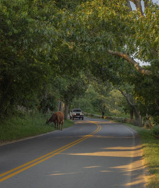 Escaped Cow Side Road — Stock Photo, Image