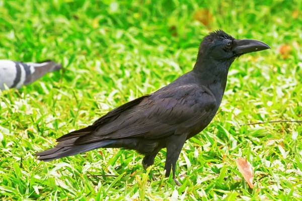 白天在公园的草坪上拍到一只乌鸦的特写 — 图库照片
