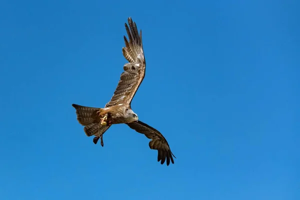 Ein Rotmilan Jagt Blauem Himmel Schöner Raubvogel — Stockfoto