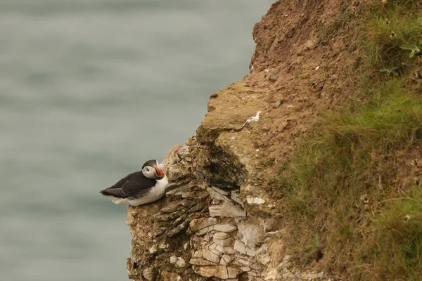 Tiro Seletivo Foco Puffin Atlântico Que Senta Penhasco Flamborough Head — Fotografia de Stock