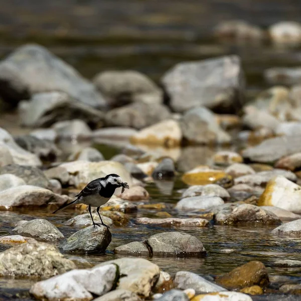 Tiro Perto Pássaro Wagtail Rochas — Fotografia de Stock