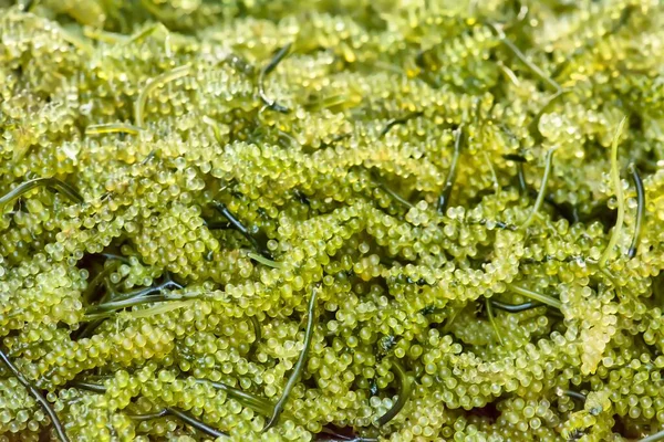 Caulerpa Lentillifera Usually Eaten Raw Vinegar Snack Salad — Stock Photo, Image