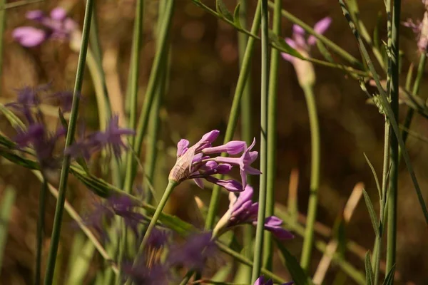 A closeup shot of a Society Garlic flower