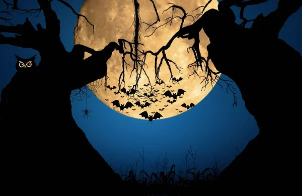 Halloween Night Background Moon Owl Spider Bat Old Tree — Stock Photo, Image