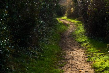 Yeşil bitkiler ve ağaçlarla dolu verimli ormandan geçen dar bir yol.