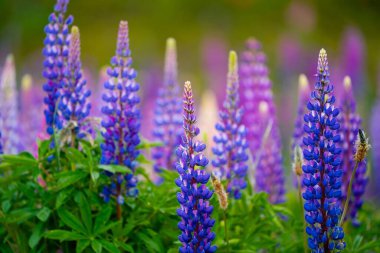 Volkan Osorno 'da çiçek açıyor. Lupine alanı. Pembe, mor, mavi, beyaz, sarı renkli lupinus. Bulutlu gün ışığı. Lupine çiçek açmış..