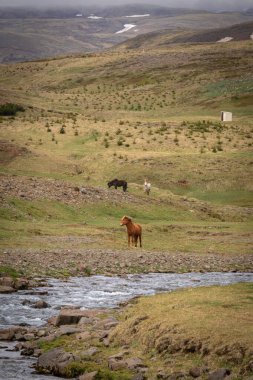 İzlanda 'da vahşi bir at sürüsü.