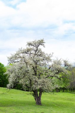 Çayırda çiçek açan bir ağacın yakın plan fotoğrafı. Orman arka planında.