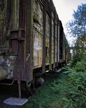 Çiçek açan çalıları olan terk edilmiş eski bir tren vagonu.