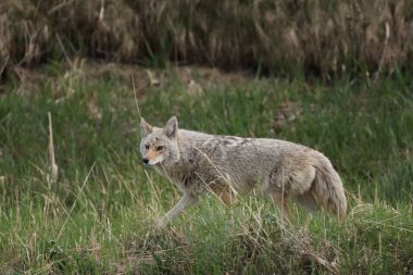 Balık Deresi Parkı 'nda sinsi sinsi dolaşan çakal.