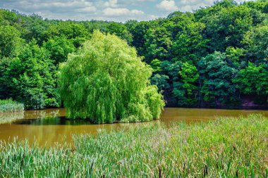 Sangerhausen yakınlarındaki Grillenberg kalesindeki çayırların manzarası. Yazın mavi bir gökyüzü.