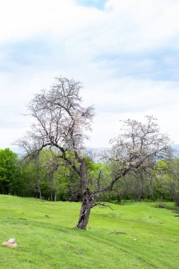 Orman arka planında çiçek açan bir ağacın yakın çekimi.