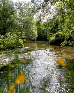 Ağaçlar ve bitkilerle çevrili güzel bir nehir.