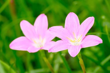 Yeşil bulanık arkaplanda pembe zephyranthes carinata makro çekimi.