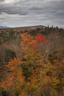 Güneşli bir günde yeşil tarlaları ve sonbahar ağaçları olan bir çayır manzarası.