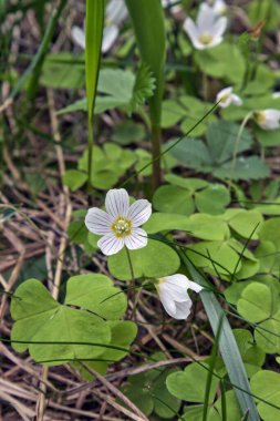 Güneşli bir günde çayırda büyüyen sıradan Wood Sorrels 'in dikey yüksek açılı görüntüsü