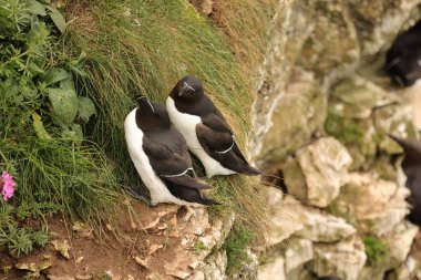 İngiltere, Flamborough Head 'deki bir uçurumun üzerindeki Razorbills' in seçici odak noktası.