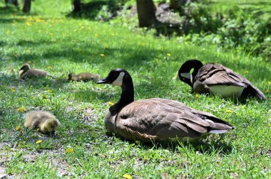 Ördeklerin ve ördeklerin çimlerin üzerinde dinlendiği yakın plan bir çekim.
