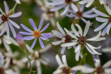 Bahçedeki bir grup beyaz çiçeğin yakın plan fotoğrafı.