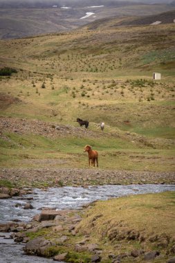 İzlanda 'da vahşi bir at sürüsü.