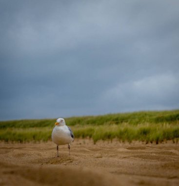 Kumsalda beyaz bir kuş