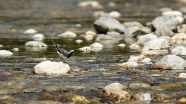 Bir Wagtail kuşunun yakın plan çekimi.