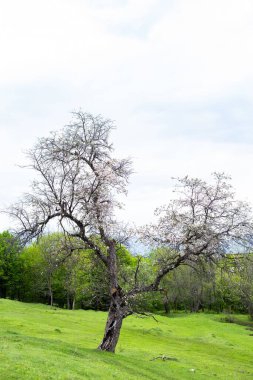 Orman arka planında çiçek açan bir ağacın yakın çekimi.