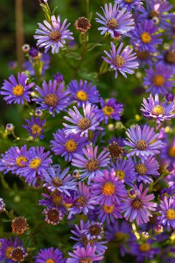 Yeşil parkta bir grup mor Astra papatya çayının yakın çekimi.