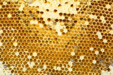 Apis Florea 'nın yuvası bir embriyo, yetişkin ve tatlı sudan oluşur.