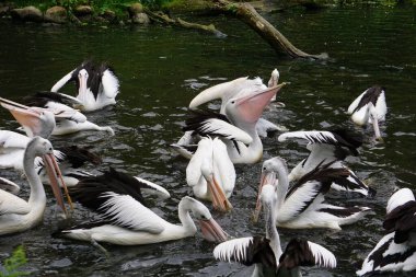 Gölette yüzen bir pelikan sürüsü