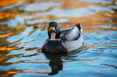 Gölde yüzen bir yaban ördeğinin güzel görüntüsü.