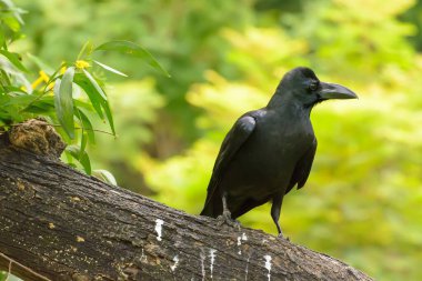Gün boyunca parkta çimlerin üzerinde bir karganın yakın çekim görüntüsü.