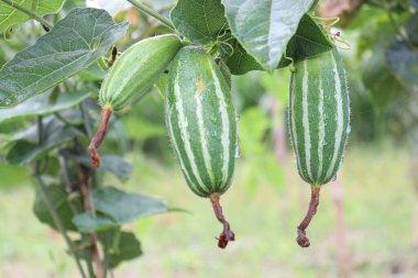 Bir çiftlikteki ağaçta sivri uçlu bir kabak.
