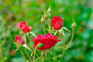A closeup shot of red roses in a forest during the day