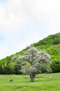 Ormanlık bir tepenin arka planında çiçek açmış bir ağacın dikey görüntüsü.