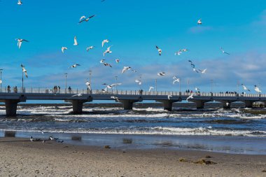 Denizdeki bir iskelede uçan martı sürüsünün güzel bir görüntüsü.