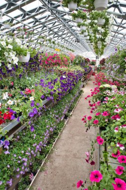 Renkli çiçekleri ve güzel bitkileri olan bir seranın dikey görüntüsü