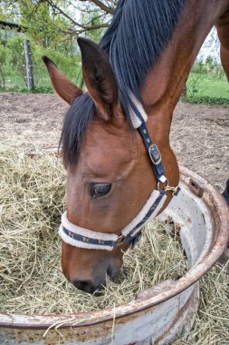 Saksıdan saman yiyen bir atın dikey portresi.
