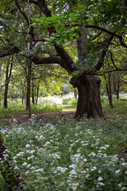 A vertical shot of a big tree in the park
