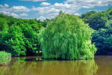 Sangerhausen yakınlarındaki Grillenberg kalesindeki çayırların manzarası. Yazın mavi bir gökyüzü.
