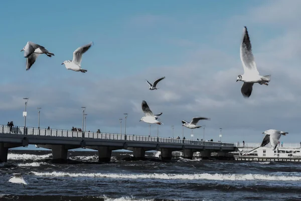 Piękne Ujęcie Stada Mew Lecących Nad Molo Morzu — Zdjęcie stockowe