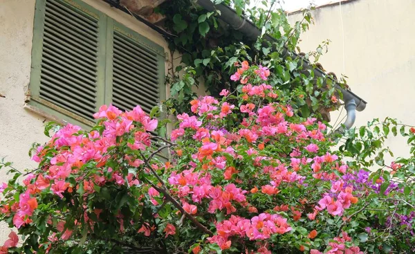 Beautiful Bougainvillea Glabra Flowers Outdoor Floral Decoration Tropez France — Stock Photo, Image