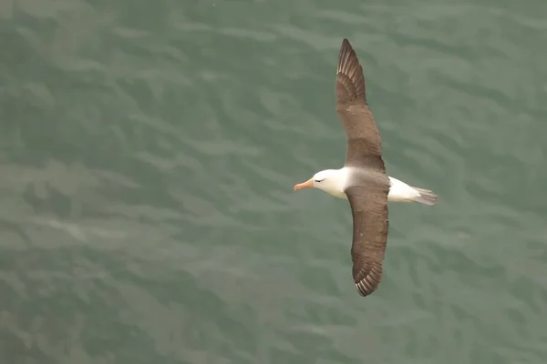 Plan Sélectif Albatros Survolant Mer Flamborough Head Royaume Uni — Photo