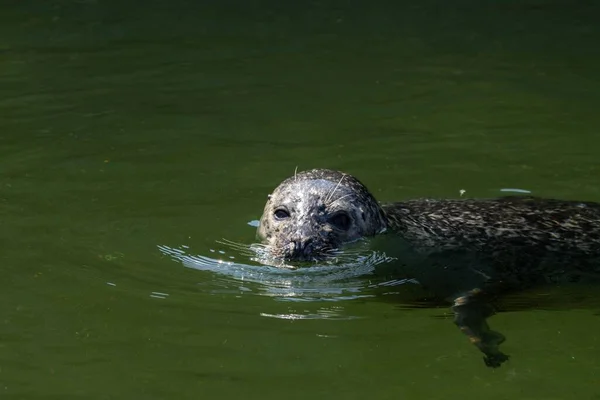 ベルン動物園で光合成シール Daehlhoelzli Switsche Waiting Food — ストック写真