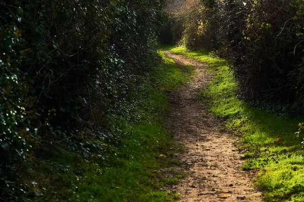 Yeşil bitkiler ve ağaçlarla dolu verimli ormandan geçen dar bir yol.