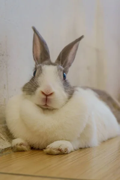 Vertical Closeup Shot Rabbit Lying Floor Tiles — Stock Photo, Image