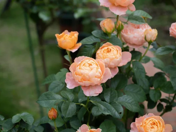 Gün boyunca bahçedeki portakal güllerinin yakın plan çekimi.